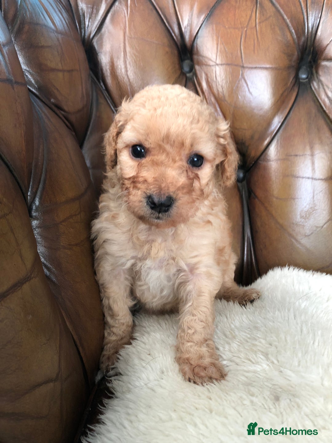 Labradoodle dogs for sale: Miniature Curly-Coated Teddybear Labradoodles  - Advert 33