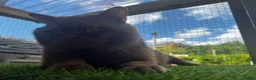 British Shorthair cats for stud: Beautiful cinnamon stud - Advert 3