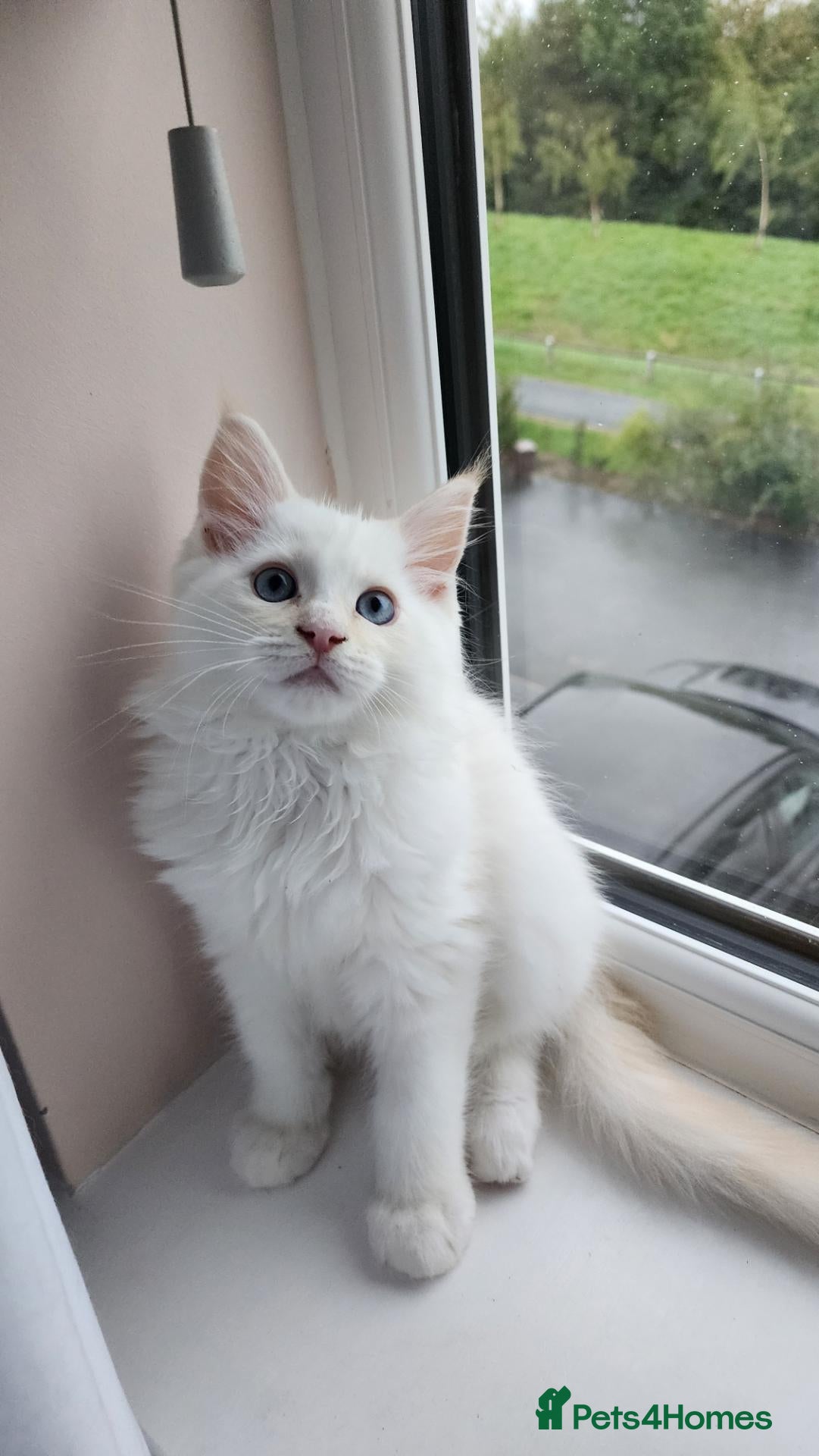 Mixed Breed cats RAGCOON 😍rare colour🥰🥰 REDUCED PRICE - Advert 3