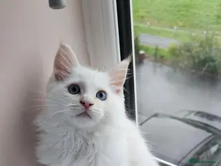 Mixed Breed cats RAGCOON 😍rare colour🥰🥰 REDUCED PRICE - Advert 3