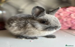 Netherland Dwarf rabbits for sale: Pure bred netherland dwarf babies  - Image 9