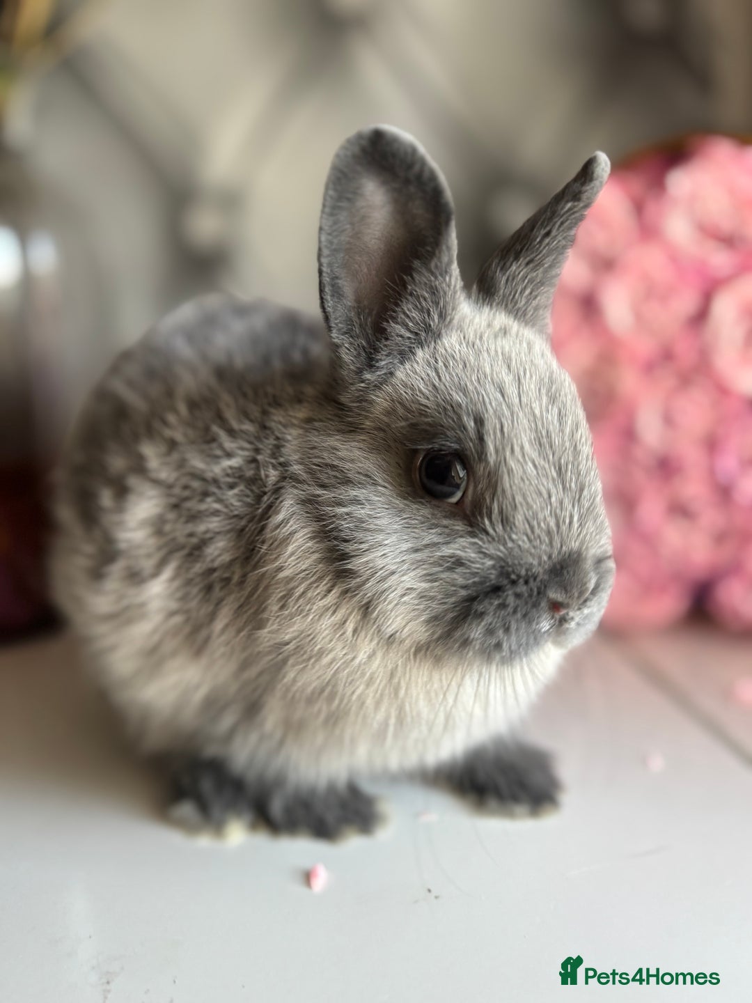 Netherland Dwarf rabbits for sale: Pure bred netherland dwarf babies  - Image 9