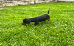 Miniature Dachshund dogs for sale: Miniature Dachshund Boys and Girls - Image 24