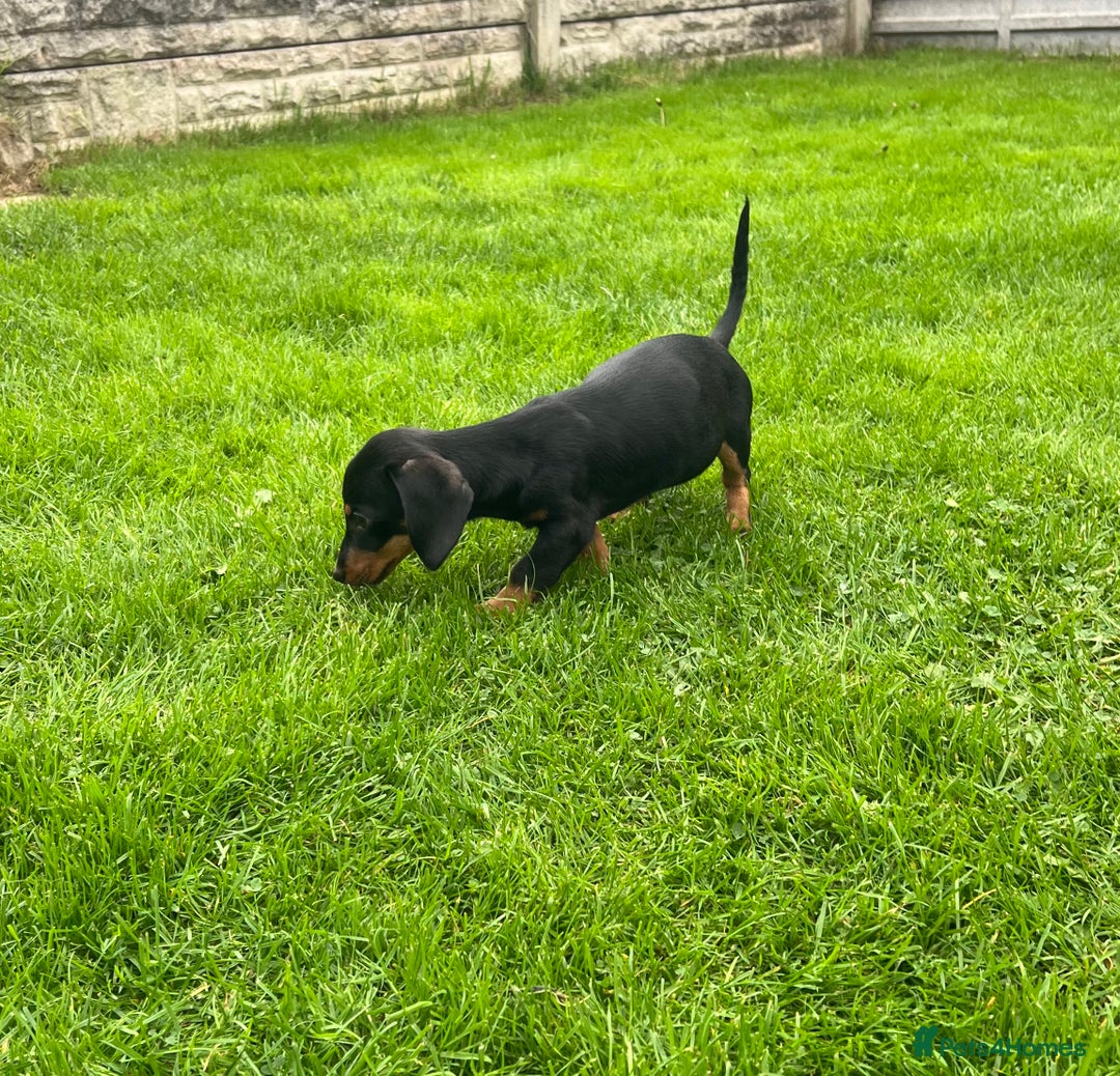 Miniature Dachshund dogs for sale: Miniature Dachshund Boys and Girls - Image 24