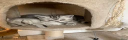 British Shorthair cats for sale: British short hair kittens  - Advert 18