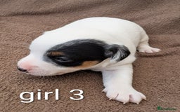 Jack Russell dogs for sale: Delightful Jack Russell Puppies  - Image 18