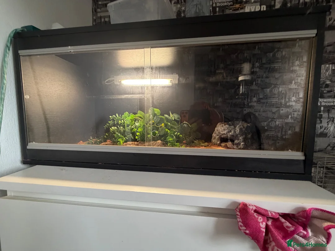 Leopard Gecko reptiles for sale: Leopard gecko in Sheffield - Advert 5