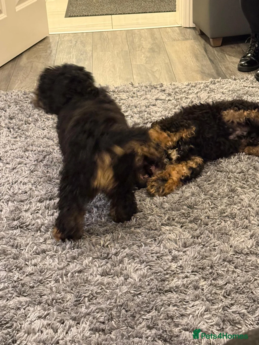 Bernedoodle dogs for sale: Beautiful Toy Bermedoodle puppies - Advert 10