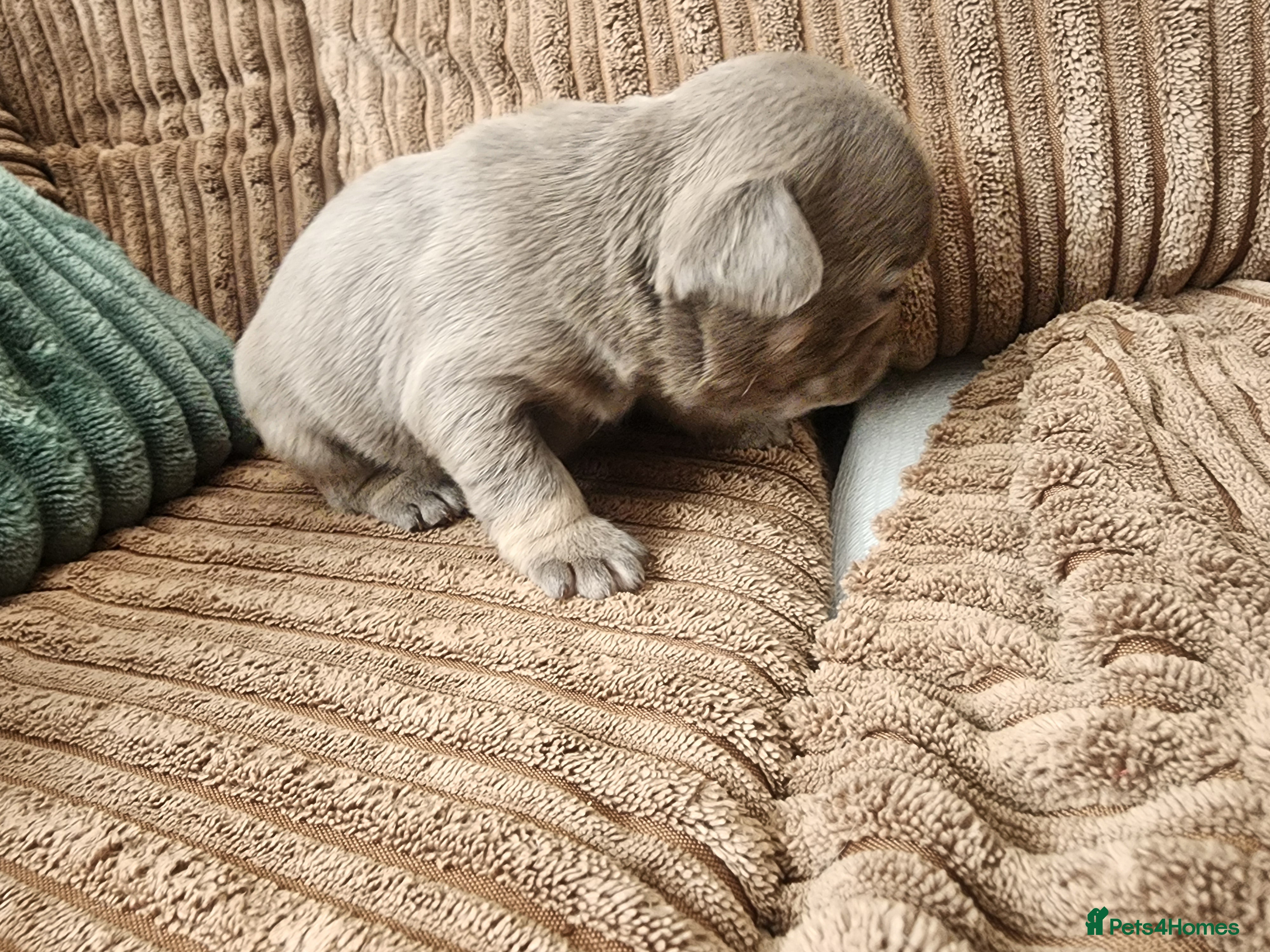 French Bulldog dogs for sale: French Bulldog puppies - Advert 17