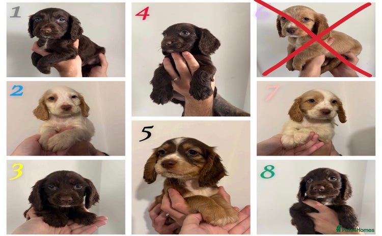 Sprocker dogs - Advert 1