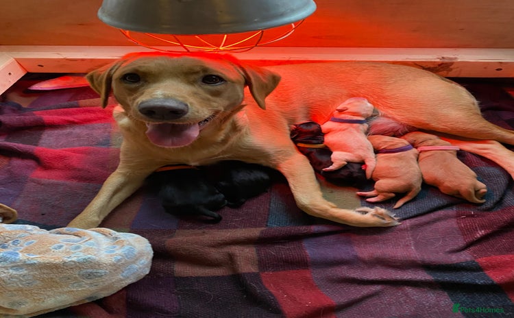Labrador Retriever dogs - Advert 4