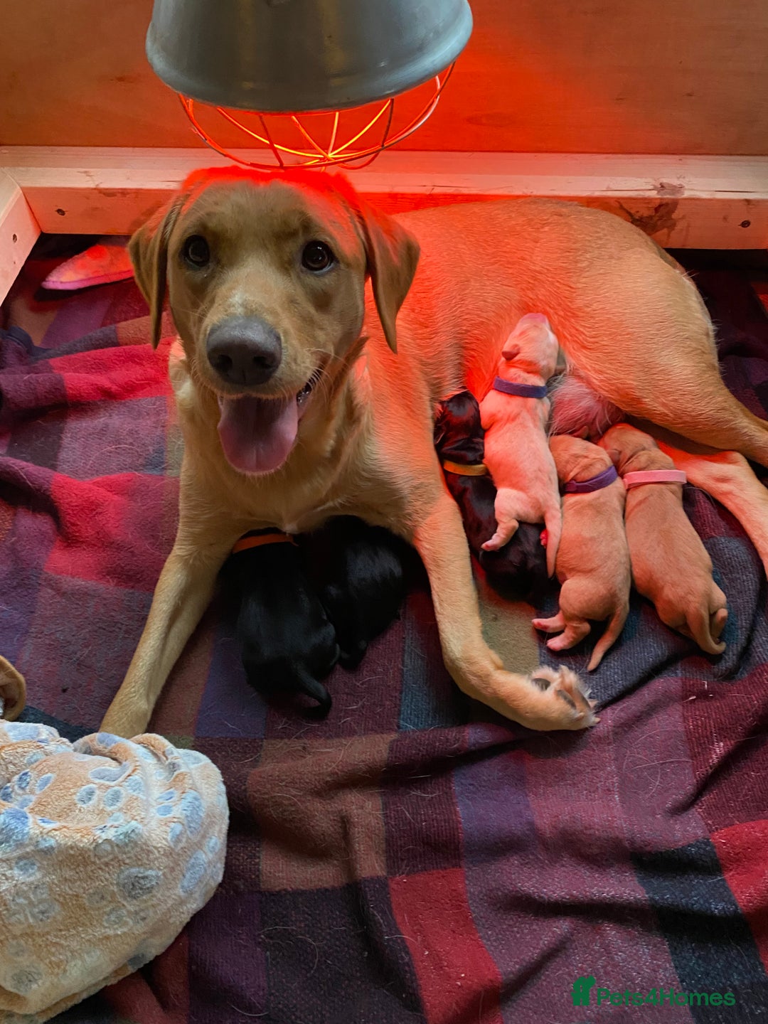 Labrador Retriever dogs for sale: Labrador puppies  - Image 1