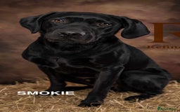 Labrador Retriever dogs for sale: KC Black Labrador Puppies - Image 8