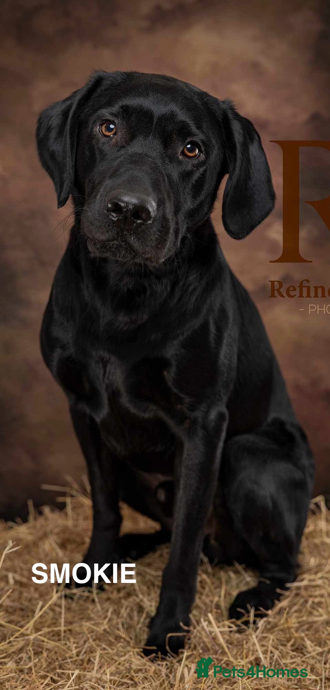 Labrador Retriever dogs for sale: KC Black Labrador Puppies - Image 8