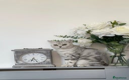 British Shorthair cats for sale: British short hair female xl - Image 1