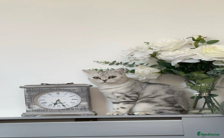 British Shorthair cats - Advert 4