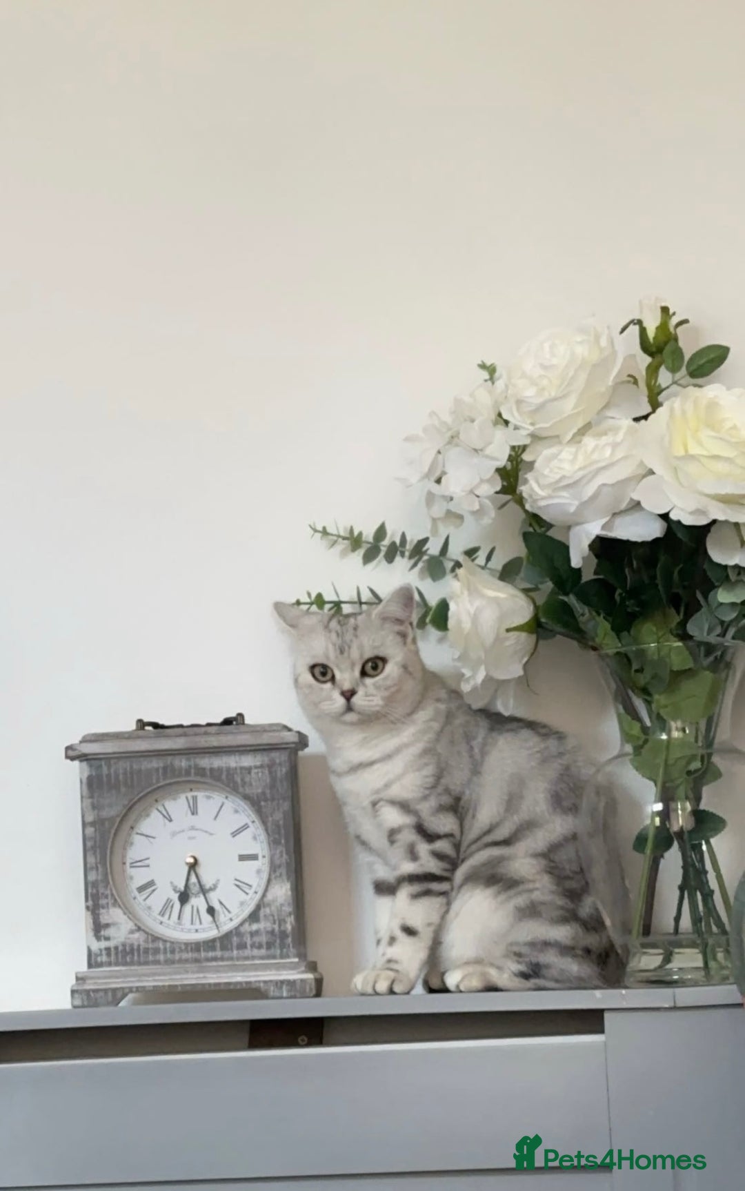 British Shorthair cats for sale: British short hair female xl - Image 1