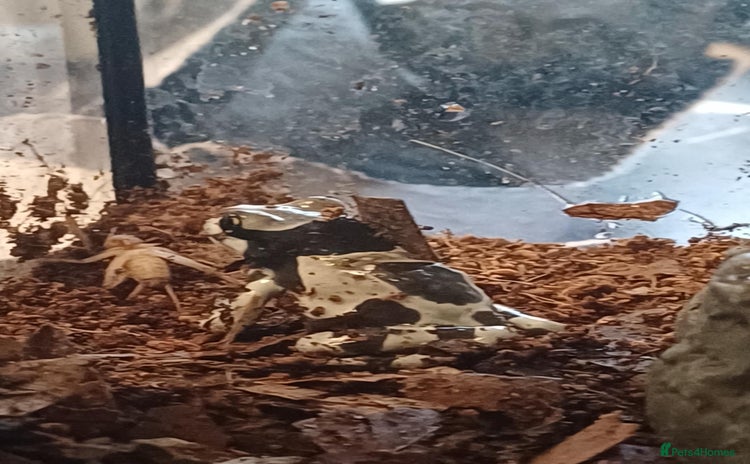 Frog reptiles - Advert 1