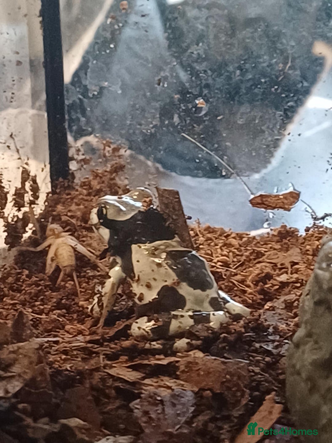 Frog reptiles for sale: Beautiful milk tree frogs  - Image 1