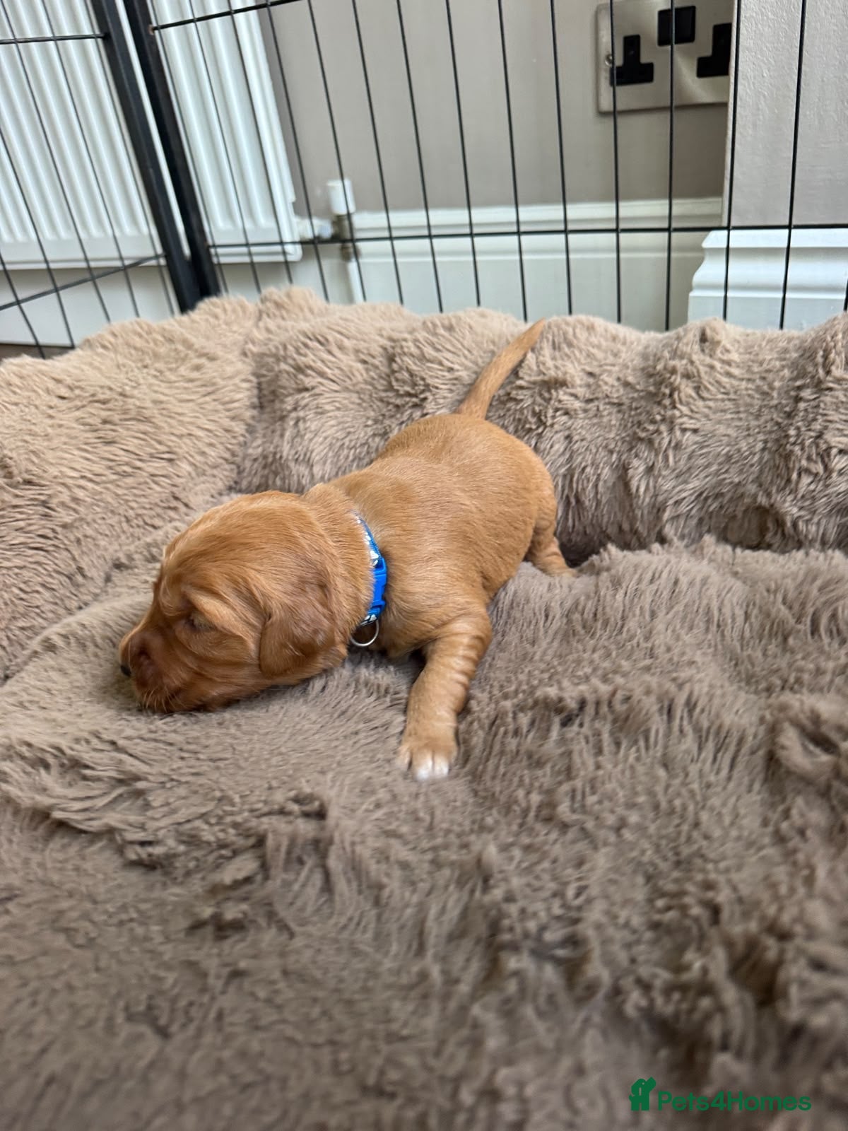Golden Retriever dogs Golden retriever puppies for sale - Advert 2