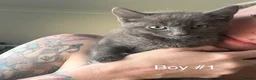 Russian Blue cats for sale: 🚻Super excited Russian👒 B kitties up to go🔵 in Orpington - Advert 6