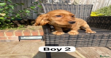 Cocker Spaniel dogs - Advert 10