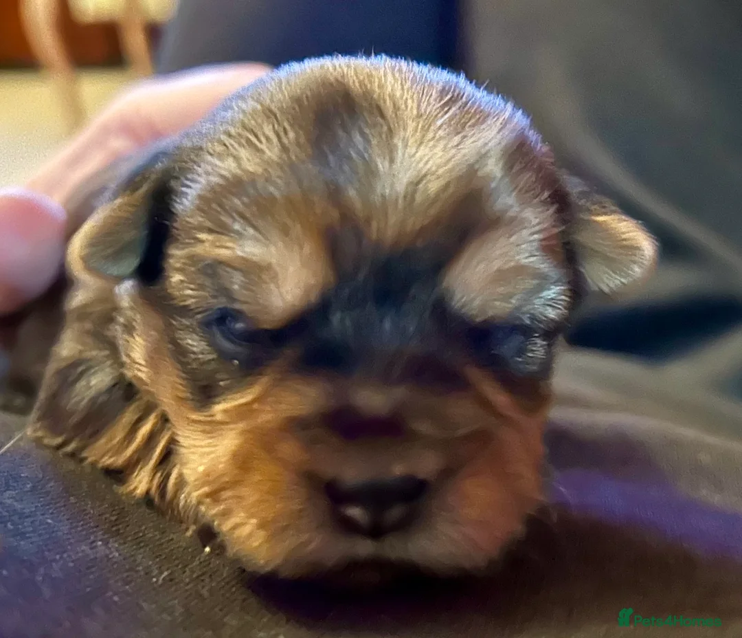 Yorkshire Terrier dogs for sale: Miniature Yorkshire Terriers - Advert 16