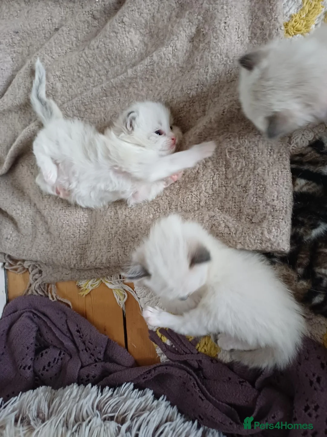 Ragdoll cats for sale: Ragdoll kittens in Edinburgh - Advert 2
