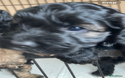 Cockapoo dogs for sale: Taking Genuine Enquired Phantom Female Cockapoo - Image 12