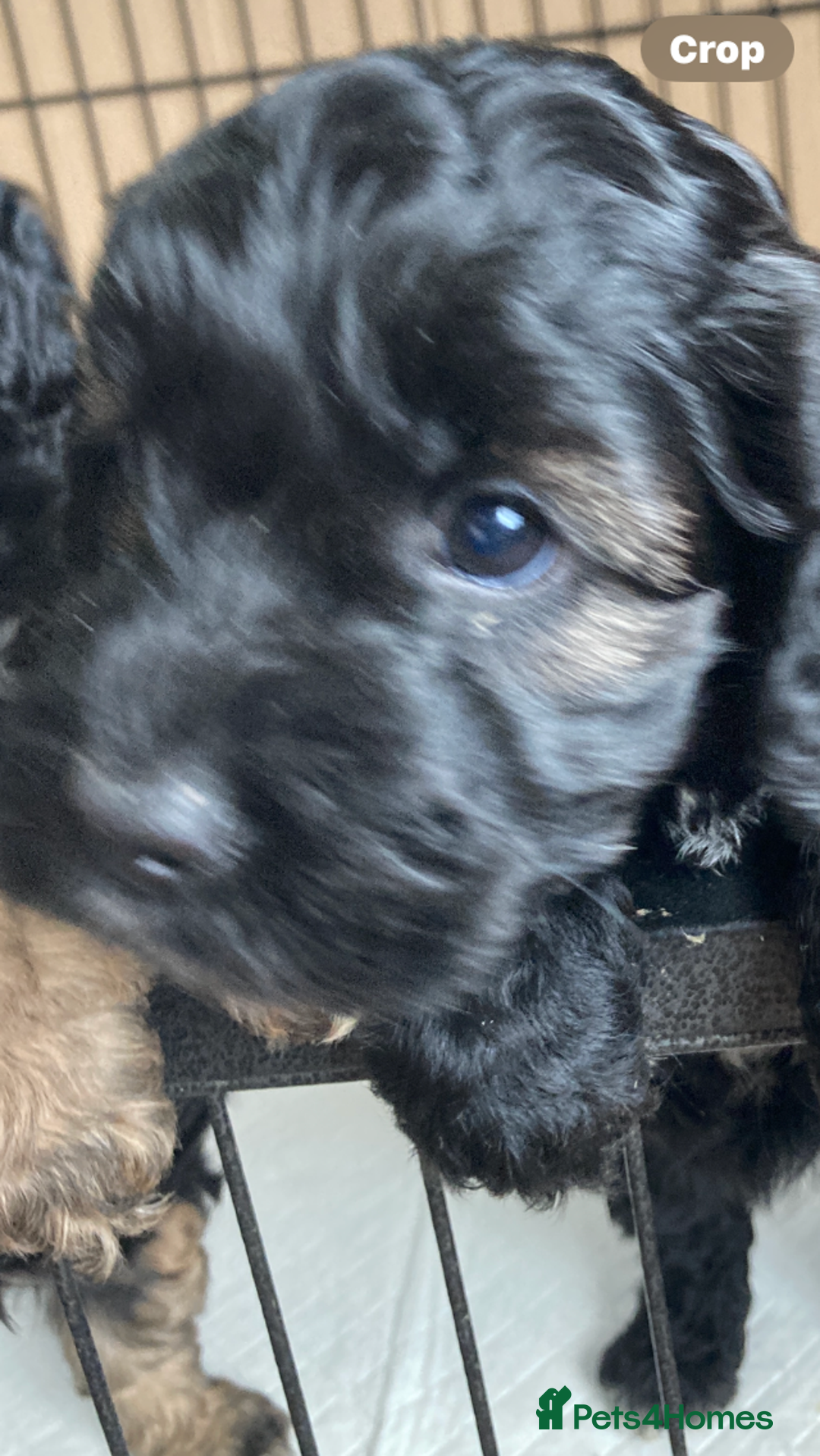 Cockapoo dogs for sale: Taking Genuine Enquired Phantom Female Cockapoo - Image 12