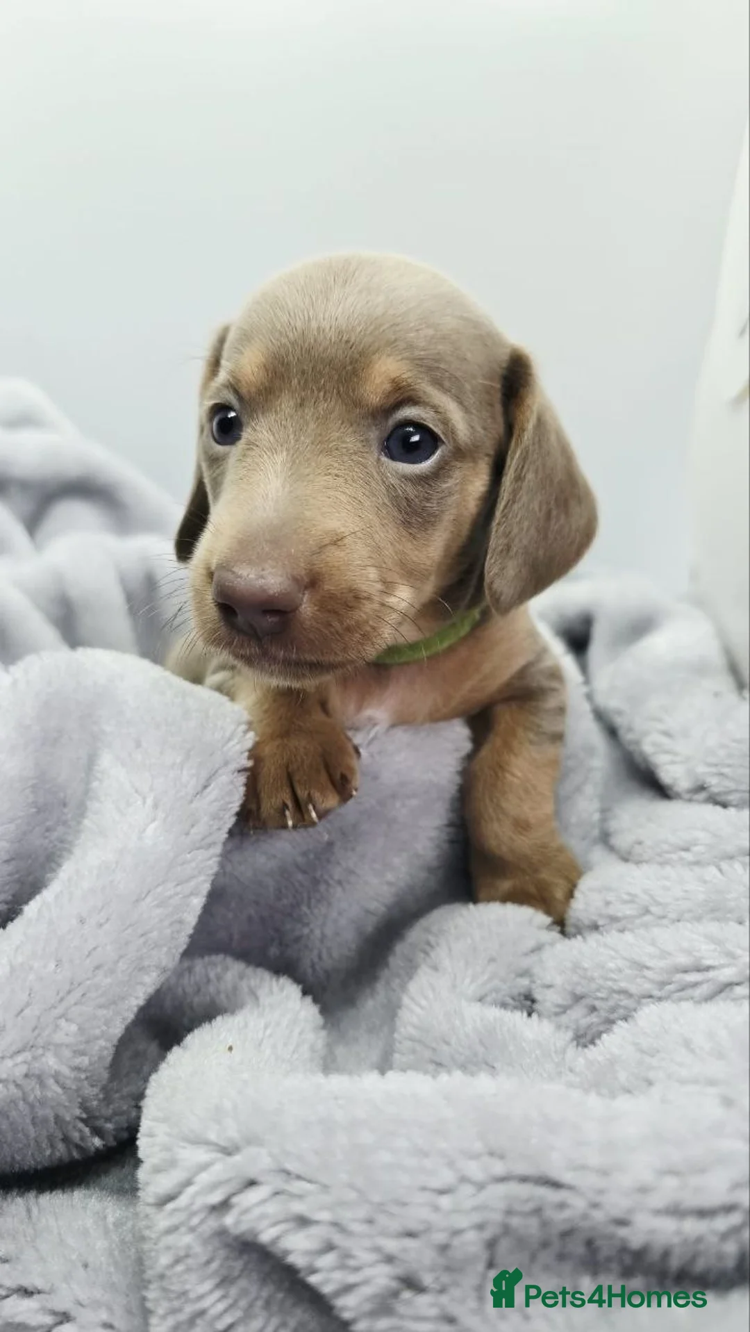 Miniature Dachshund dogs for sale: Adorable puppies in Birmingham - Advert 2