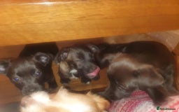 Mixed Breed dogs for sale: 3 beautiful mixed breed puppies  in High Wycombe - Image 24