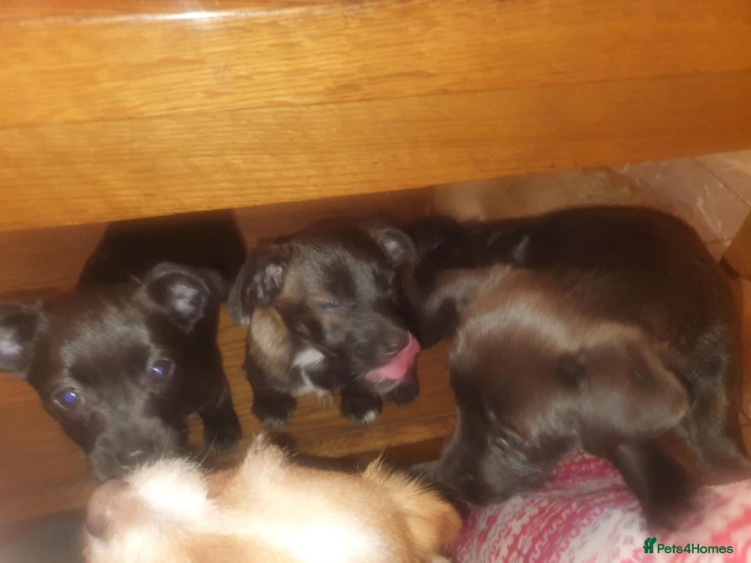Mixed Breed dogs for sale: 3 beautiful mixed breed puppies  in High Wycombe - Image 24