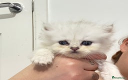 Persian cats for sale: 2 Persian silver tipped chinchilla - Advert 1