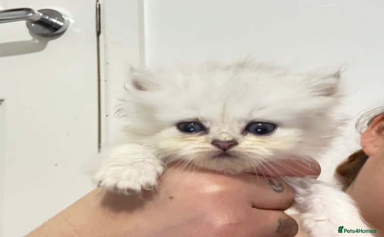 Persian cats 2 Persian silver tipped chinchilla - Advert 1