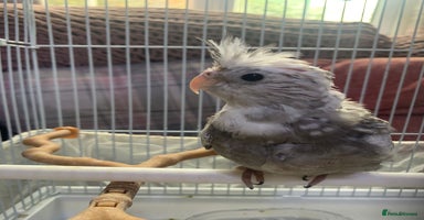 Cockatiels birds 12 week old Pearl Cockatiel - Advert 11