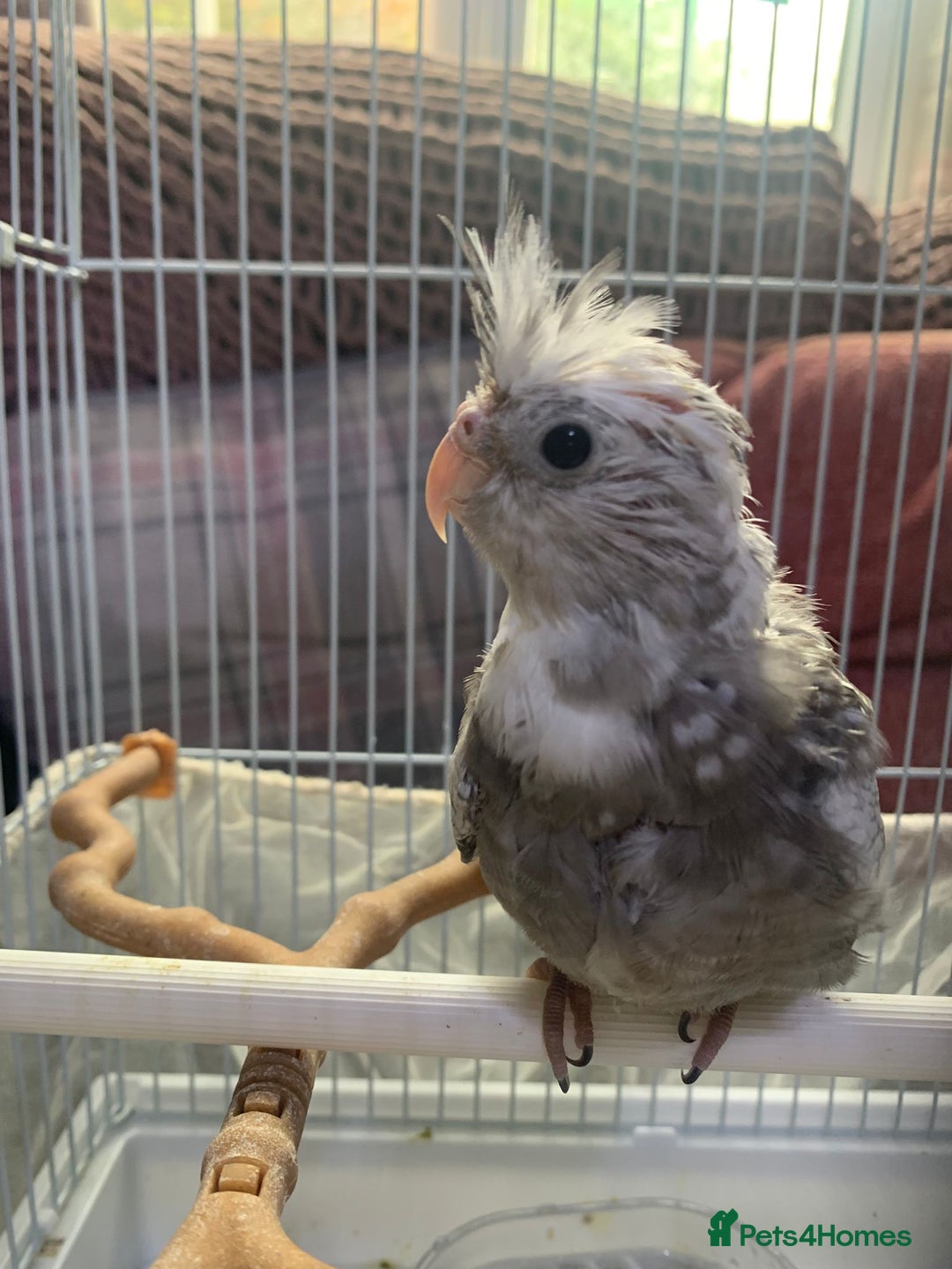 Cockatiels birds for sale: 12 week old Pearl Cockatiel - Advert 2