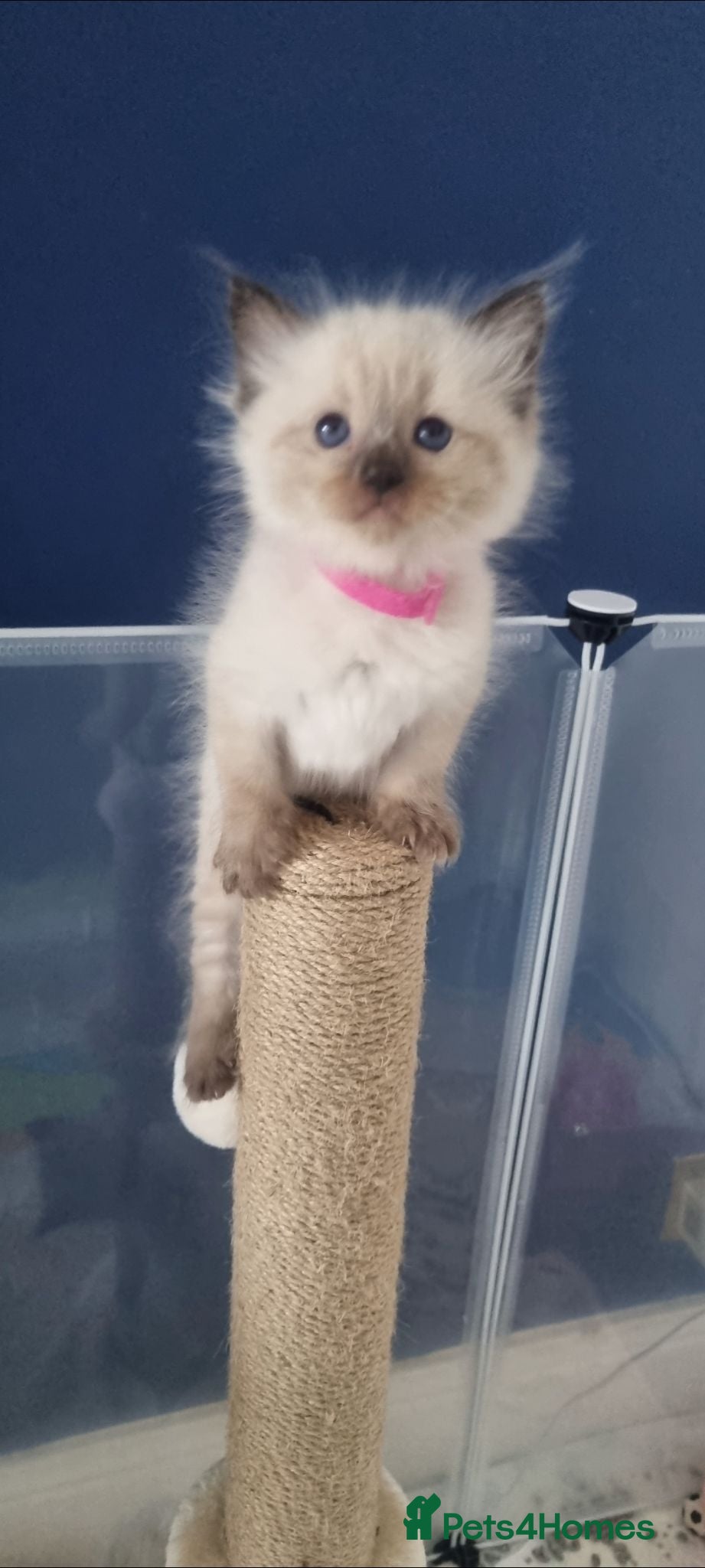 Ragdoll cats Gorgeous litter of Ragdoll kittens now £550! - Advert 14