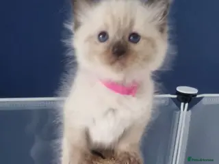 Ragdoll cats Gorgeous litter of Ragdoll kittens now £550! - Advert 14