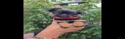 Griffon Bruxellois dogs for sale: Stunning Griffon Bruxellois puppies KC registered - Advert 5