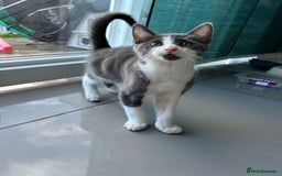 Russian Blue cats for sale: Charming Blue Boys - Image 2