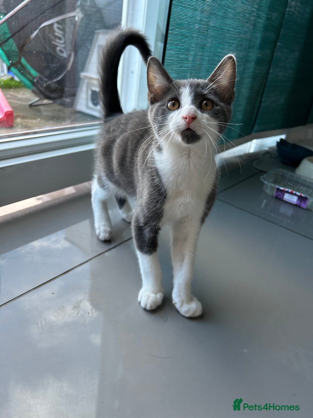 Russian Blue cats for sale: Charming Blue Boys - Image 2