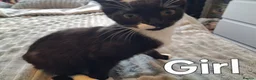 Mixed Breed cats for sale: 3 Lovely Friendly Kittens Looking for Loving Homes - Advert 3