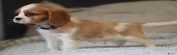 Cavalier King Charles Spaniel dogs for sale: KC Health Tested Cavalier King Charles Spaniel Pup - Advert 9