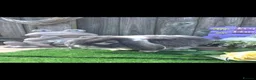 French Lop rabbits for sale: Blue Fox french lop buck - Advert 4