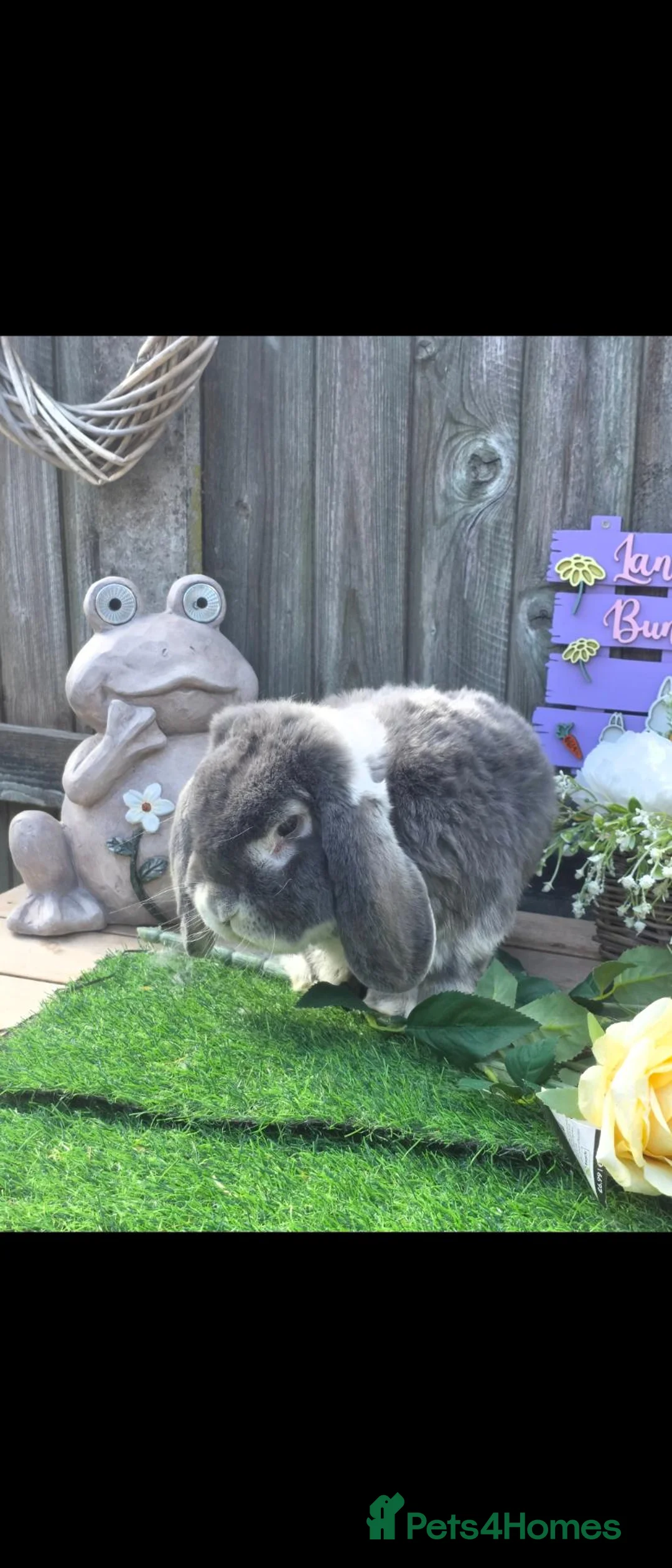 French Lop rabbits for sale: Blue Fox french lop buck - Advert 4