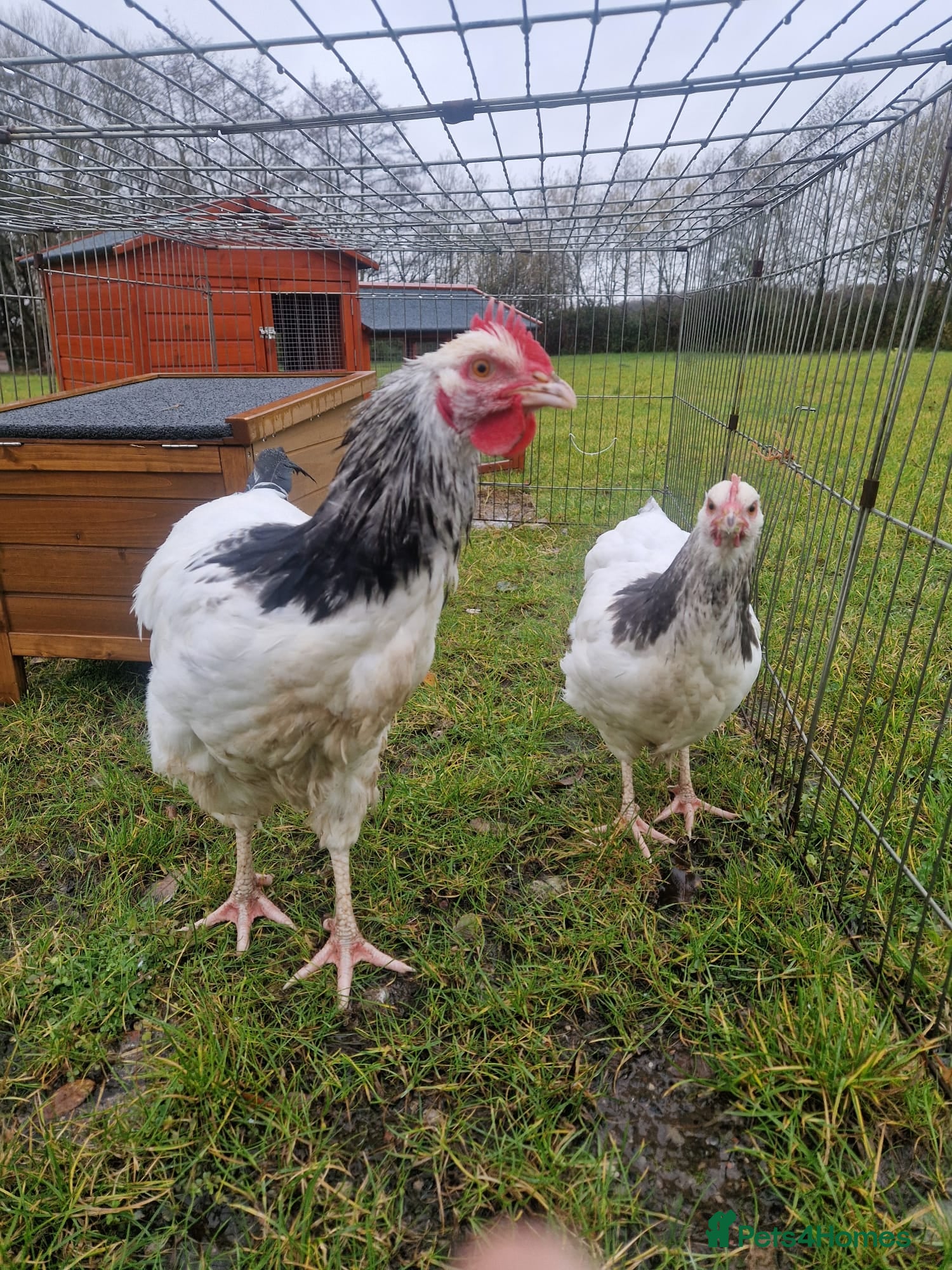 Chickens poultry 2 large light Sussex chickens - Advert 1