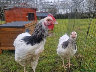 Chickens poultry 2 large light Sussex chickens - Advert 1