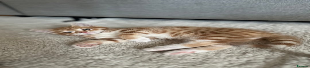 Domestic Shorthair Kitten 3