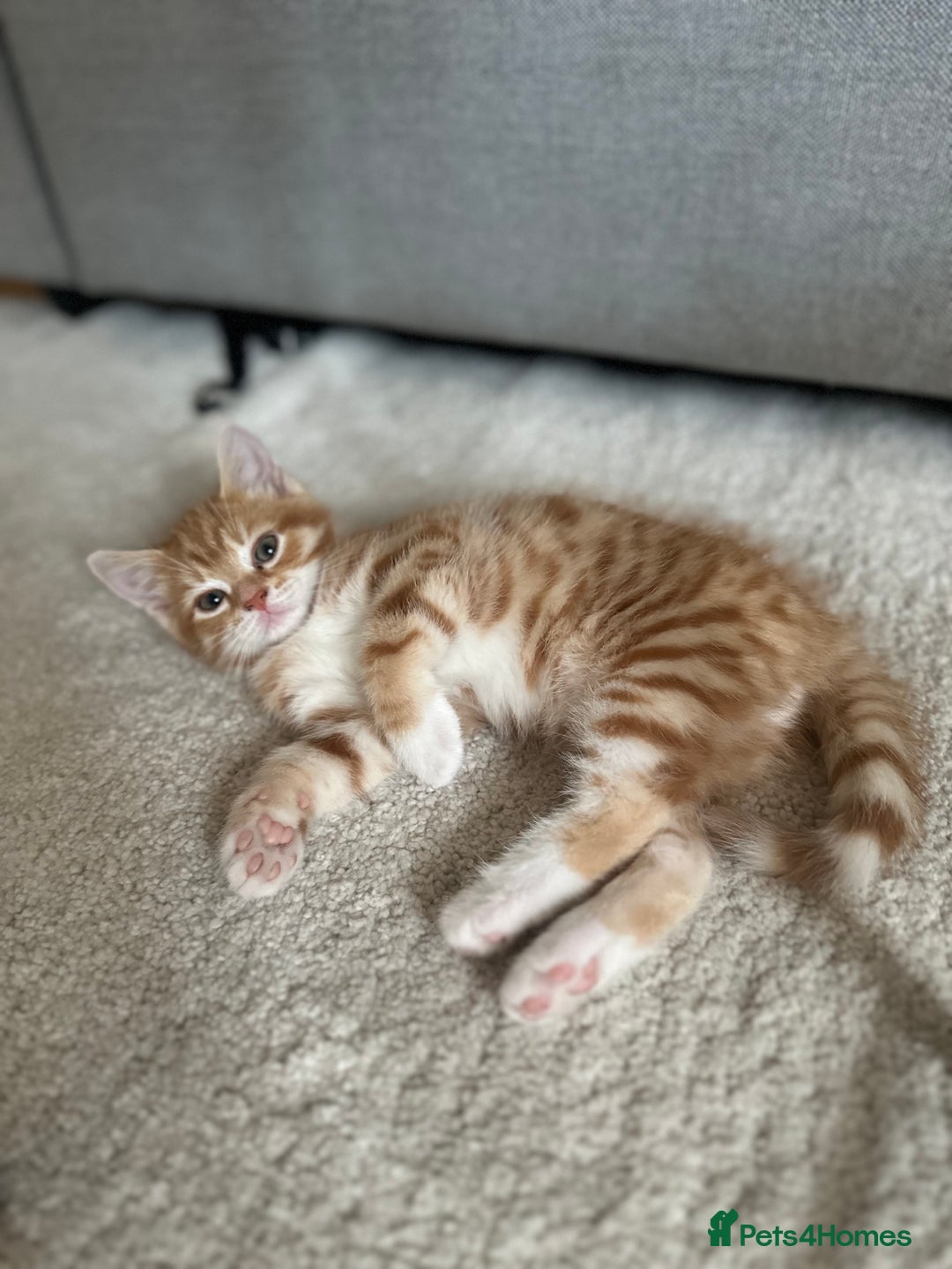 Domestic Shorthair cats for sale: Lovely ginger kittens - Image 10